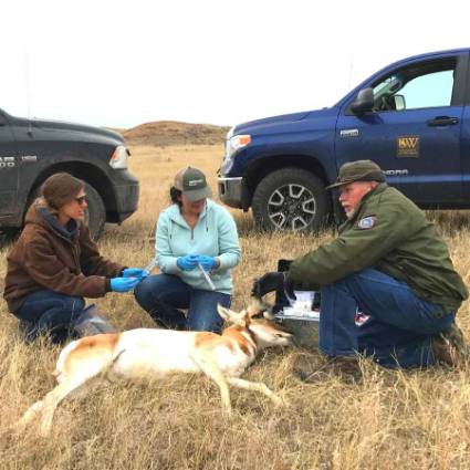 researchers working on a pronghorn