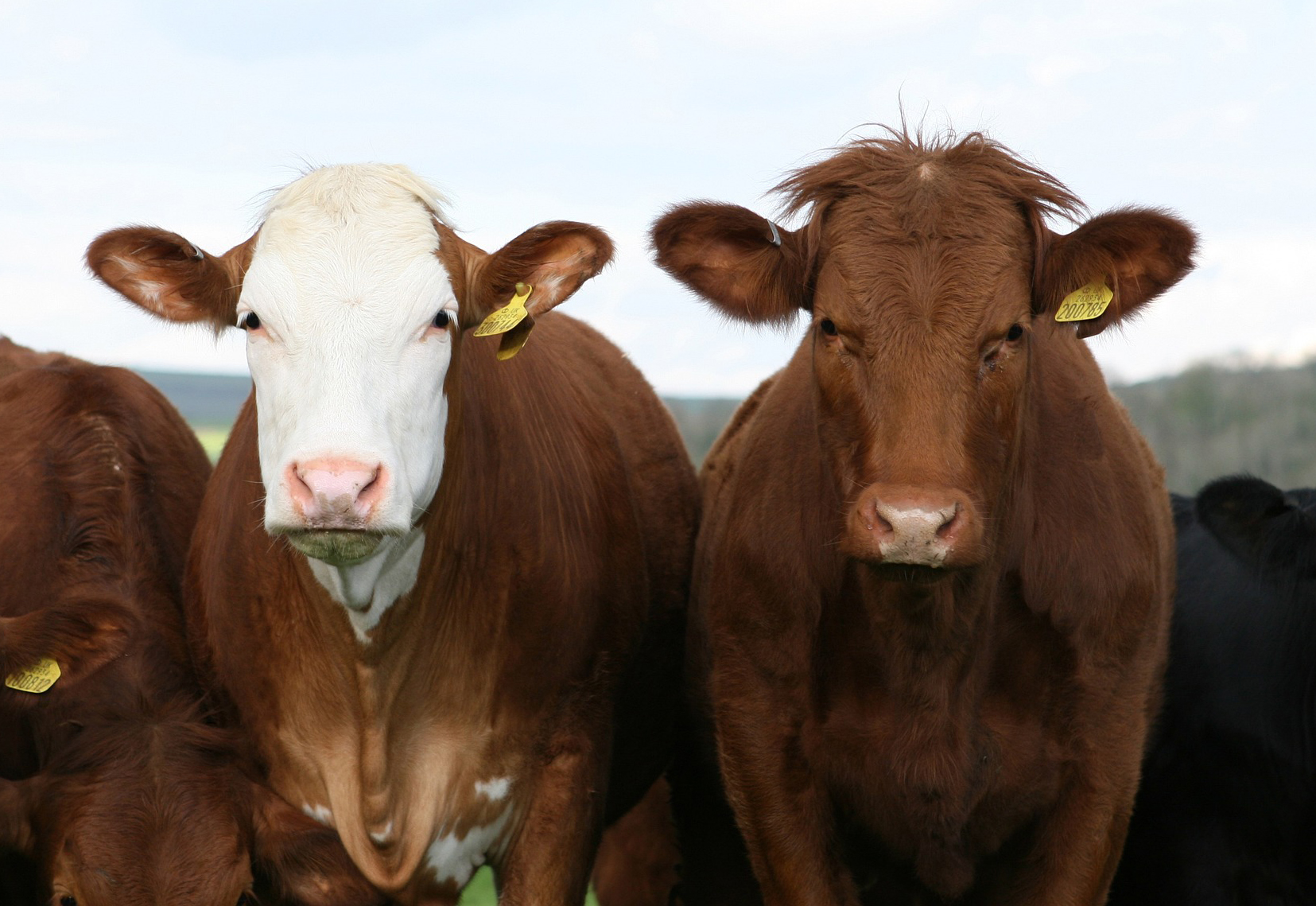 herd of cattle