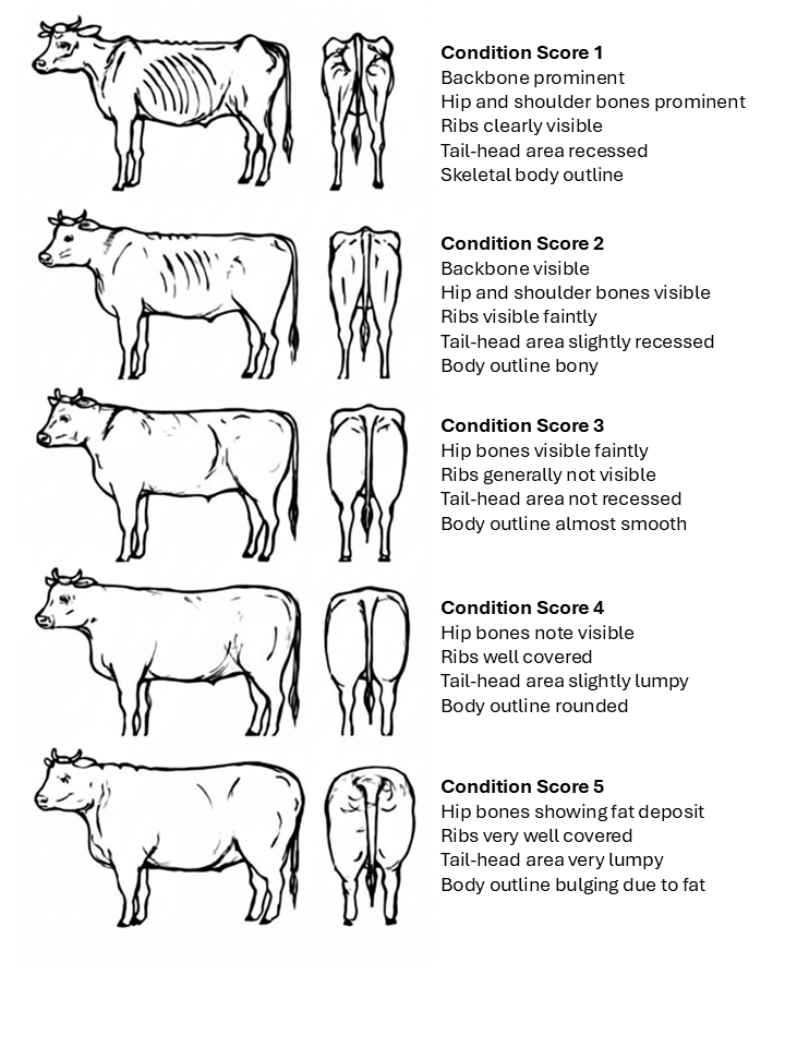 cattle botty condition score chart