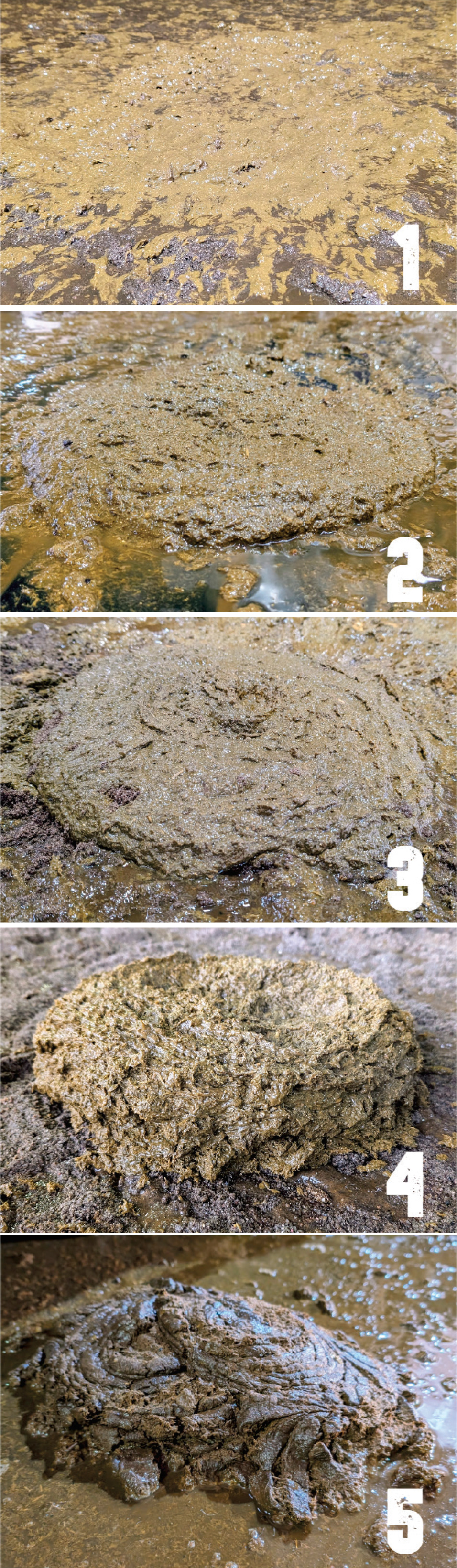 cattle fecal score chart