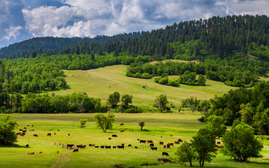 cattle in pasture