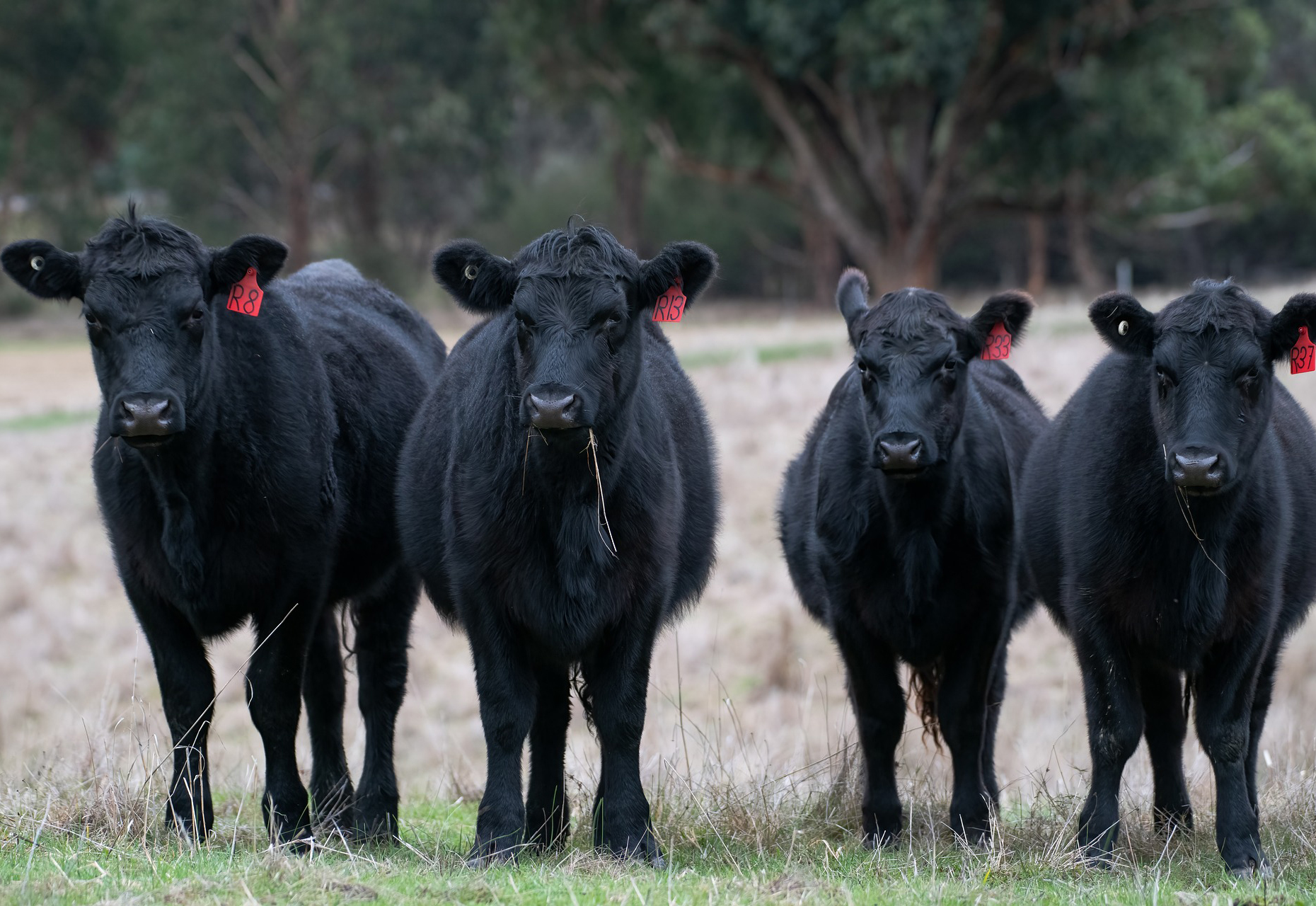 herd of black angus cattle