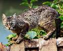 cat on a fence