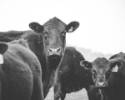black cow and calf