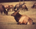 elk laying down in pasture of other elk