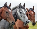 three horses standing together