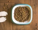 dog food bowl and paws