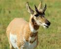 Male pronghorn in a field