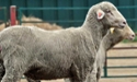 sheep