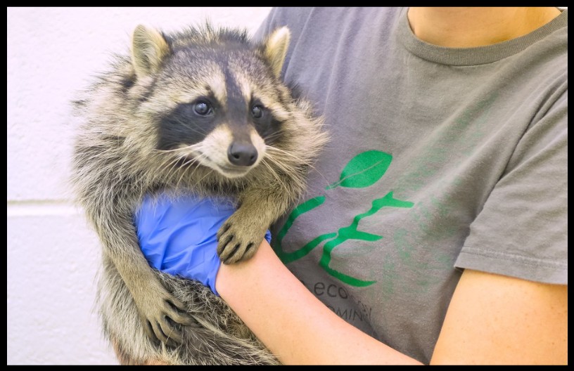 person holding a raccoon