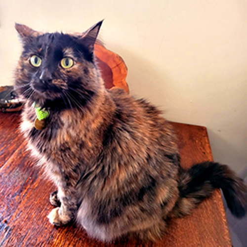 tortishell cat sitting on a table