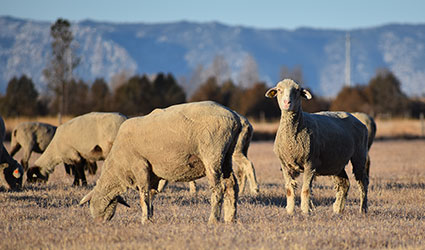 Sheep standing in field