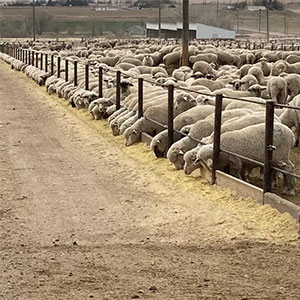 Lamb a Year
