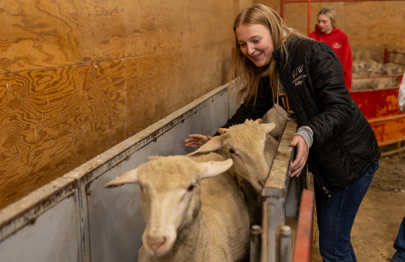 Student working sheep 