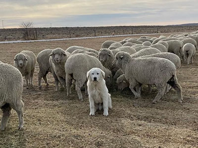Sheep with white guard dog