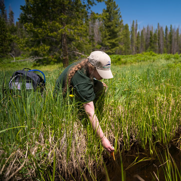 A field researcher crouches down in a grassy field to get a water sample