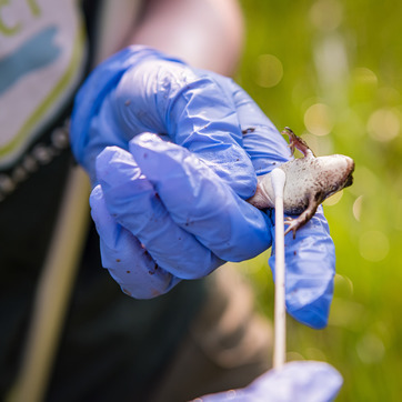 A researcher swabs the belly of a frog that is held in a gloved hand.