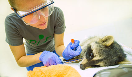 Student with Racoon