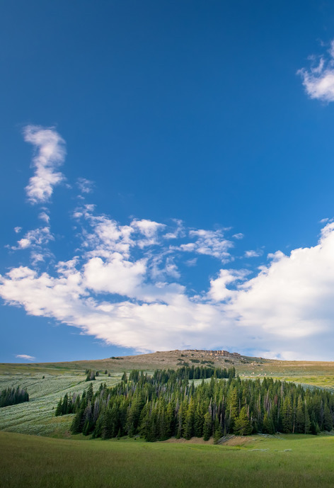 Rolling hills with pine trees during a sunny day with blue skies and clouds.