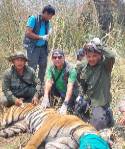Ajay Karki and researches stand above tiger