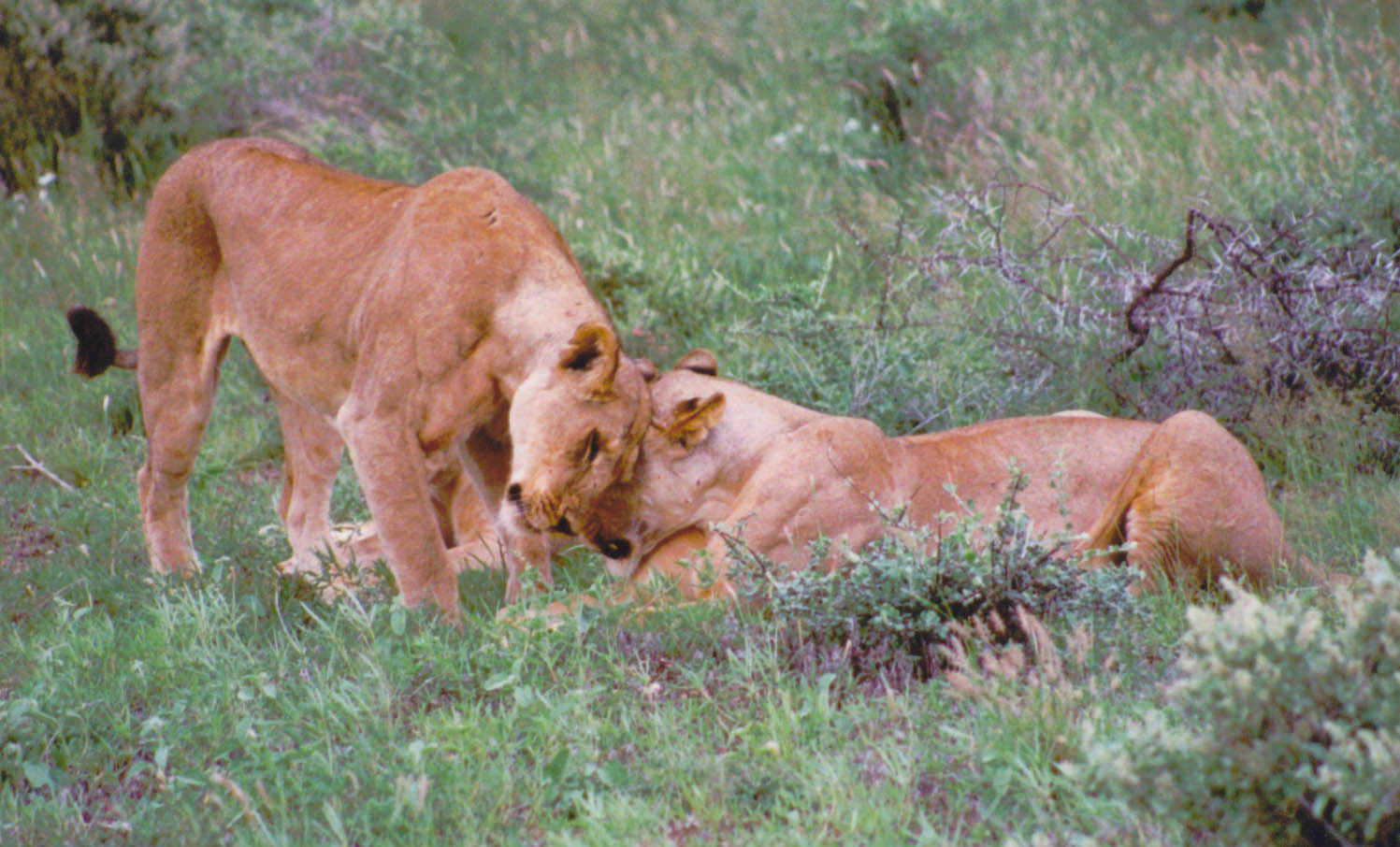 Lionesses