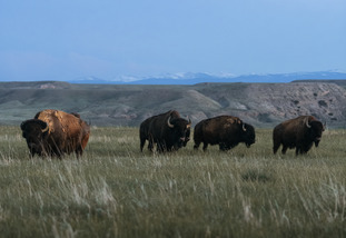 Buffalo in a field