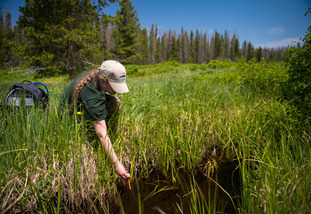 Student reaching down into grass while conducting fieldwork