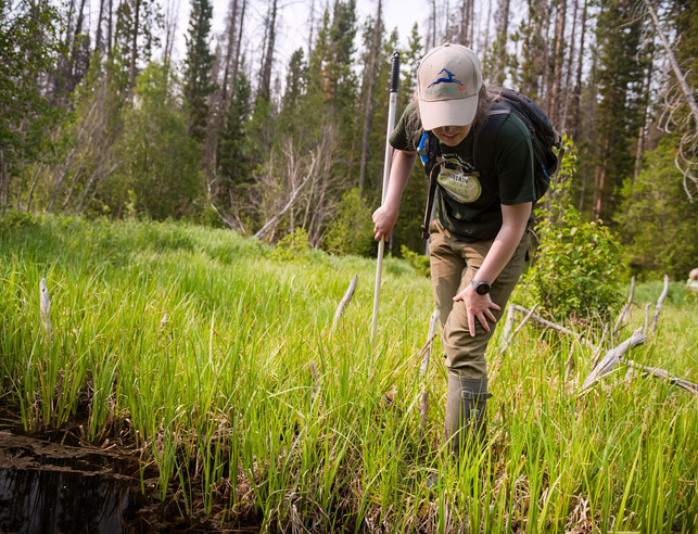 A student looks down into a marsh while standing in long grass.