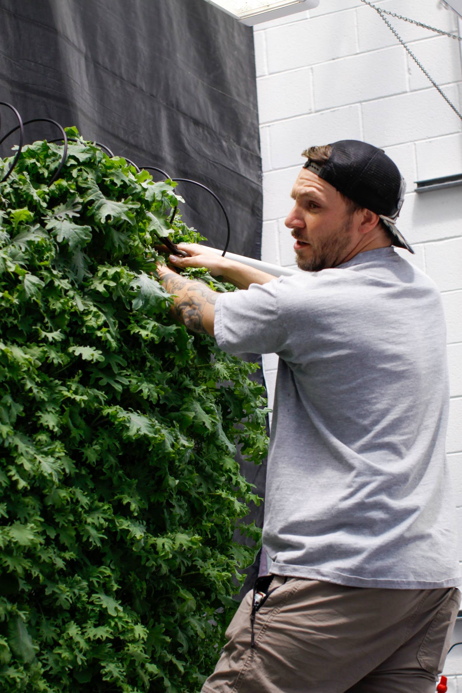 Justin Kinney, post Bach research technician harvesting the vertical towers